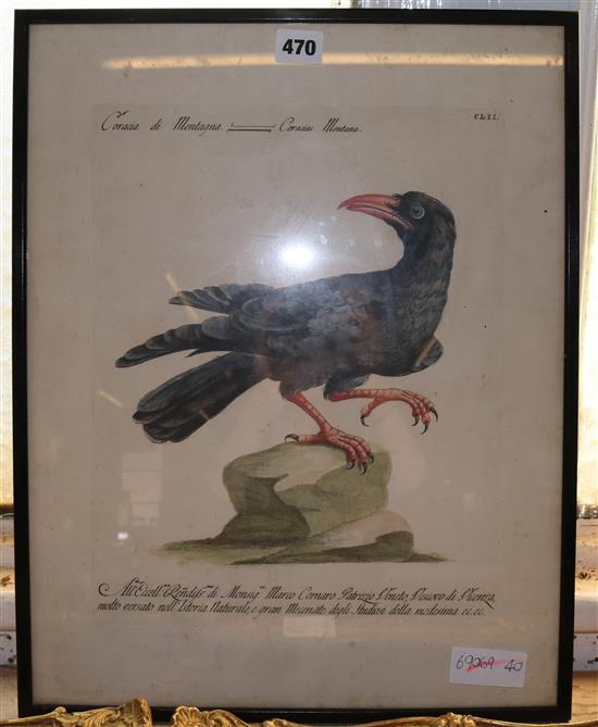 Study of a crow, Coraci di Montagna, overall 18 x 14in.